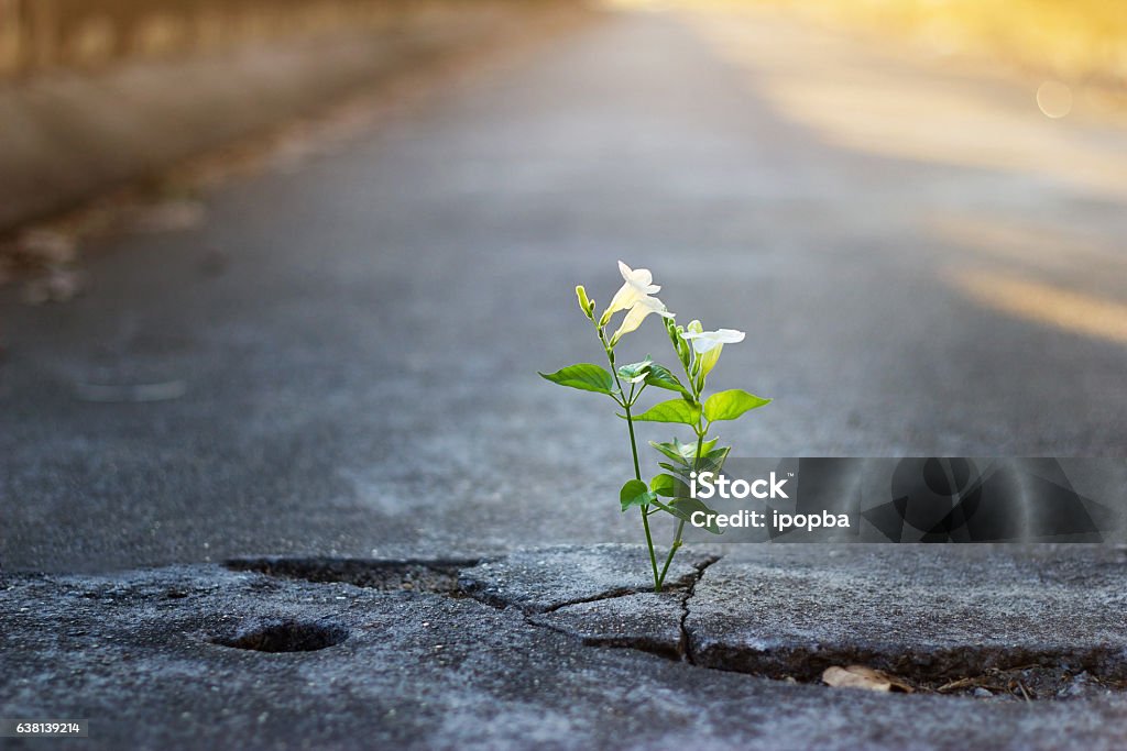 white flower growing on crack street, soft focus white flower growing on crack street, soft focus, blank text Flower Stock Photo