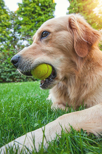 istock Golden retriever chewing tennis ball 638140036