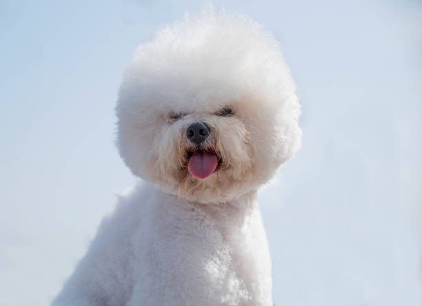 istock Bichon Frieze portrait 638140392
