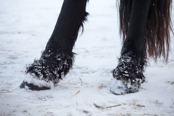 istock Friesian horses hooves in winter 638141956