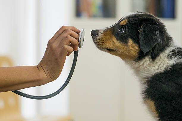 A veterinarian is taking care of a new puppy during his check up.