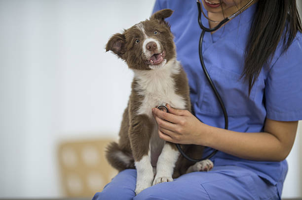 istock Examining a New Puppy 638142526