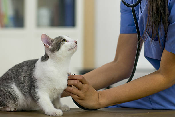 examinar a un gatito - vet domestic cat veterinary medicine stethoscope fotografías e imágenes de stock