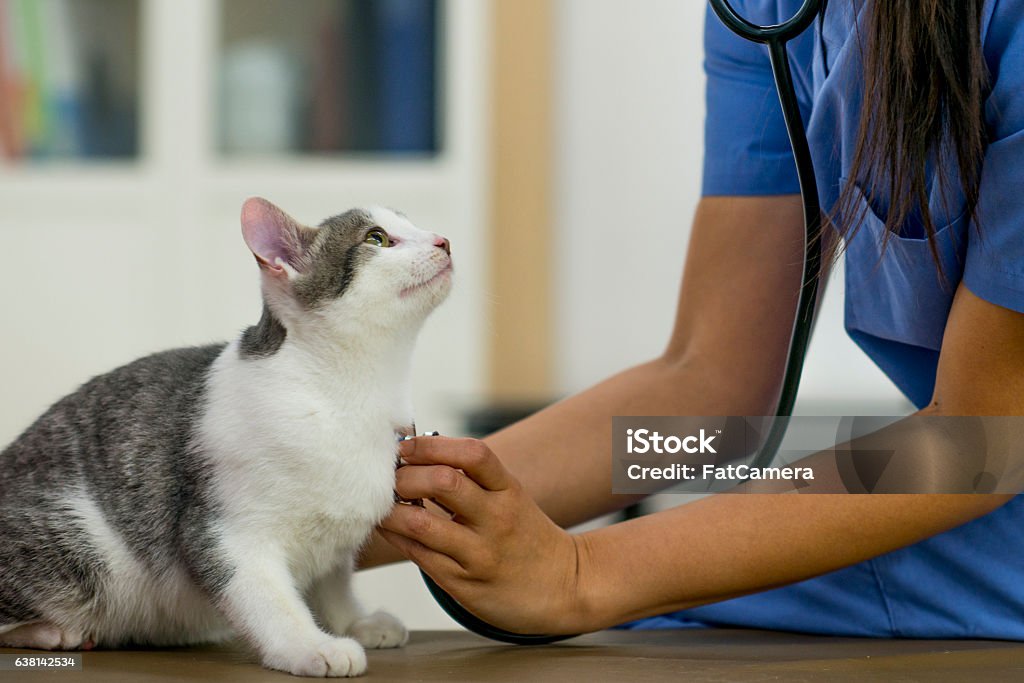 Examining a Kitten A veterinarian is checking on a a kitten at her office. Veterinarian Stock Photo