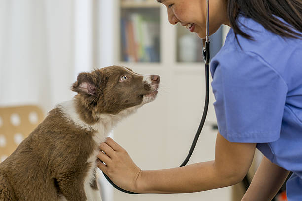 istock Veterinarian Working at Her Office 638142566