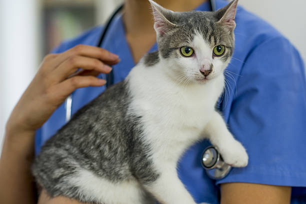 istock Veterinarian Holding a Cat 638142604