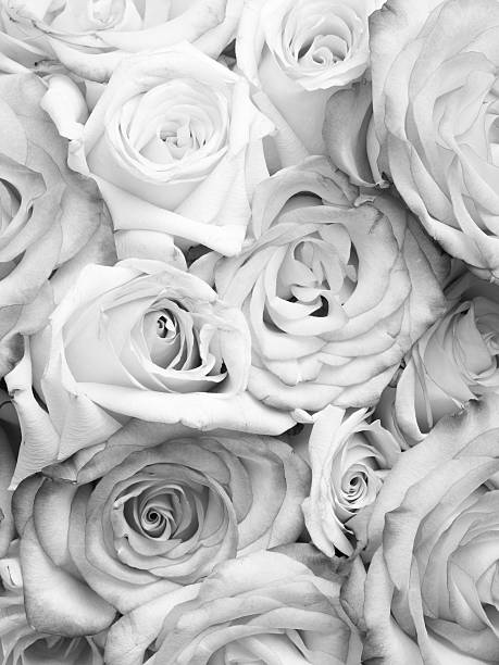 A close-up of a single white rose. macro