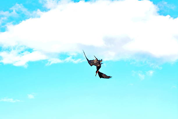 istock Beautiful flying of the marine crow 638143700