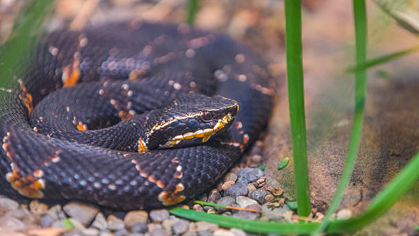 istock The beautiful black snake with orange spots 638145380
