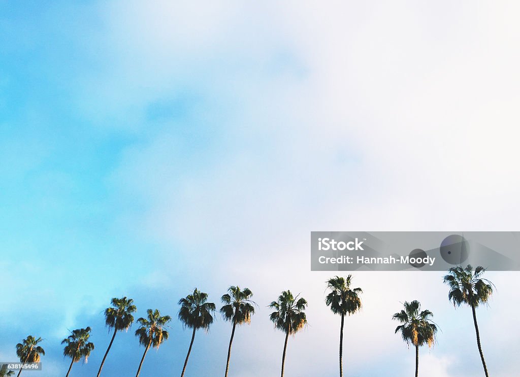 Palm Trees Rows and rows of palm trees lining the coast of California. Palm Tree Stock Photo