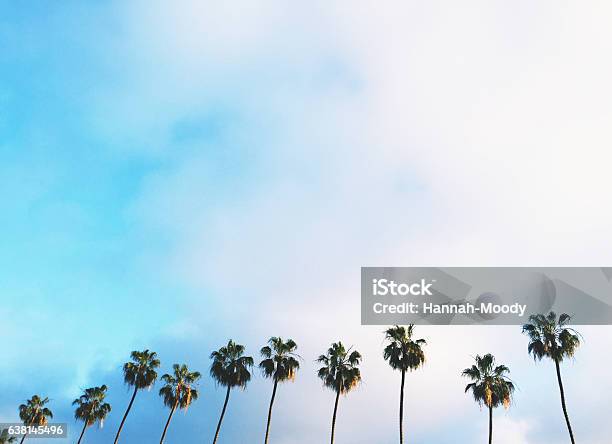 Palm Trees Stock Photo - Download Image Now - Palm Tree, California, Beach