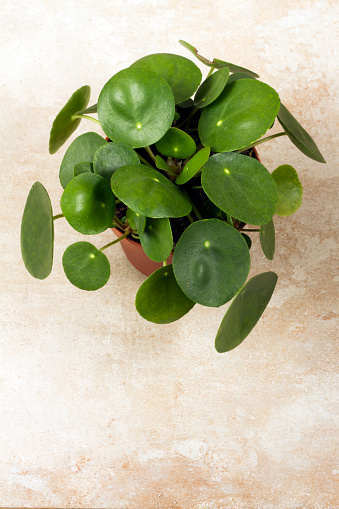 Pilea peperomioides, money plant in the pot. Single plant, beige background. 