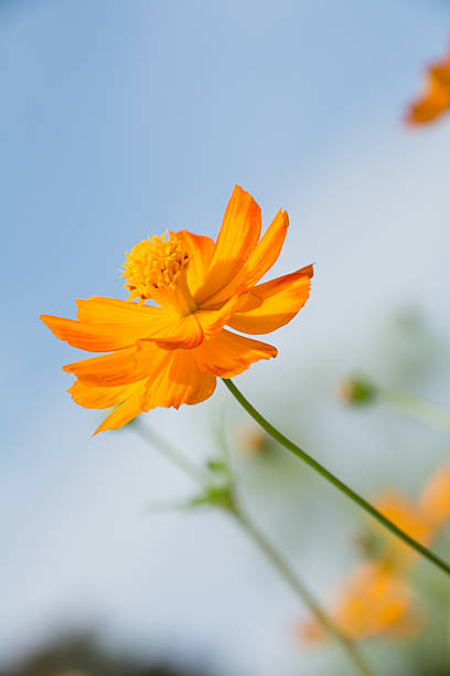 Cosmos orange flower on focus stock photo