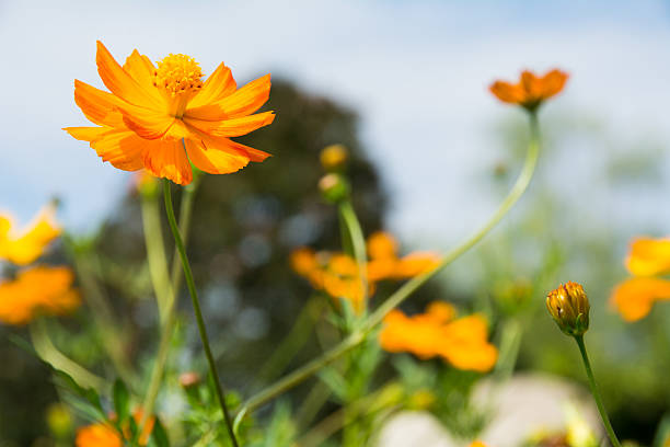 Cosmos orange flower on focus stock photo