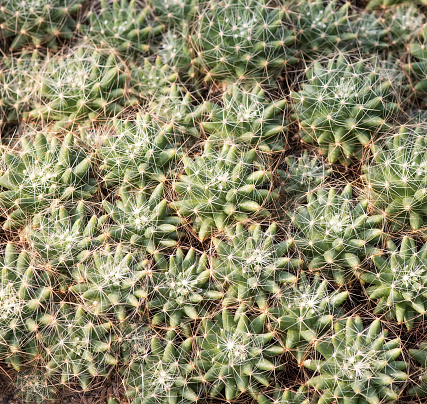 green Cactus with long thorns