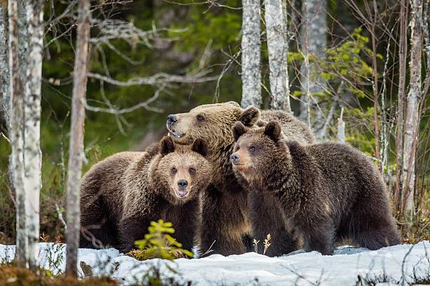 She-bear and bear cubs. She-bear and bear-cubs. Adult female of Brown Bear (Ursus arctos) with cubs on the snow in spring forest. bear cub stock pictures, royalty-free photos & images