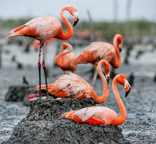 istock American Flamingos 638148792