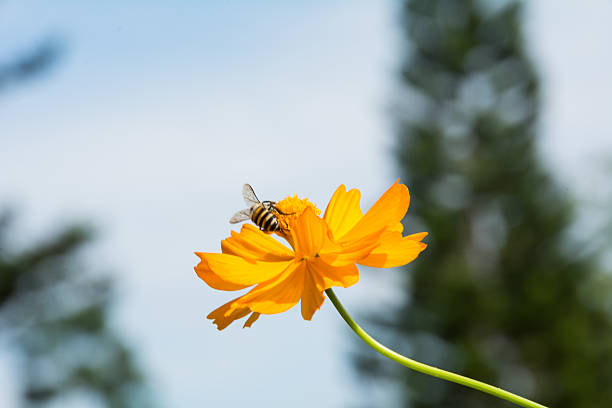 Bee and cosmos flowers stock photo