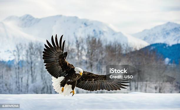 Erwachsenen Weißkopfseeadler Eagle Stockfoto und mehr Bilder von Adler - Adler, Schnee, Weißkopfseeadler