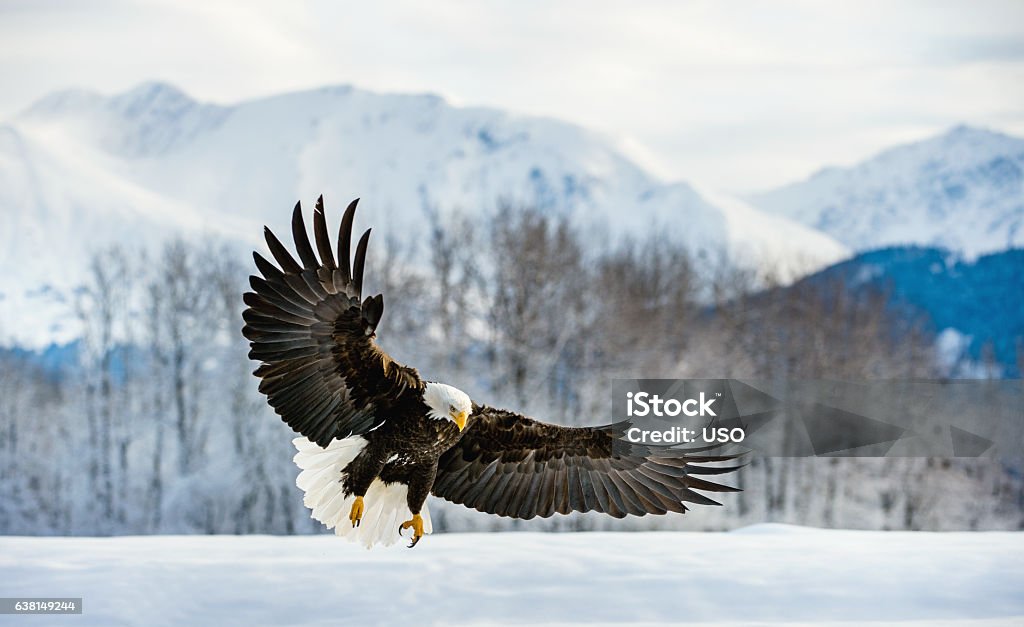 Adult Bald Eagle Adult Bald Eagle ( Haliaeetus leucocephalus washingtoniensis ) in flight. Alaska in snow Eagle - Bird Stock Photo