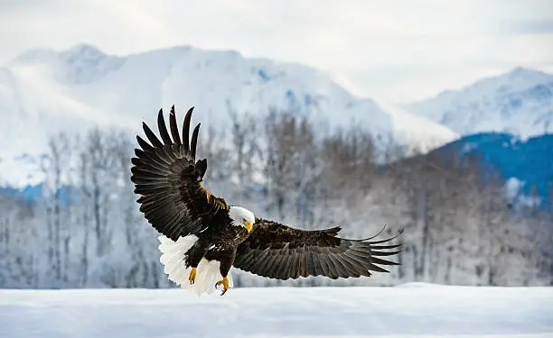 Photo of Adult Bald Eagle