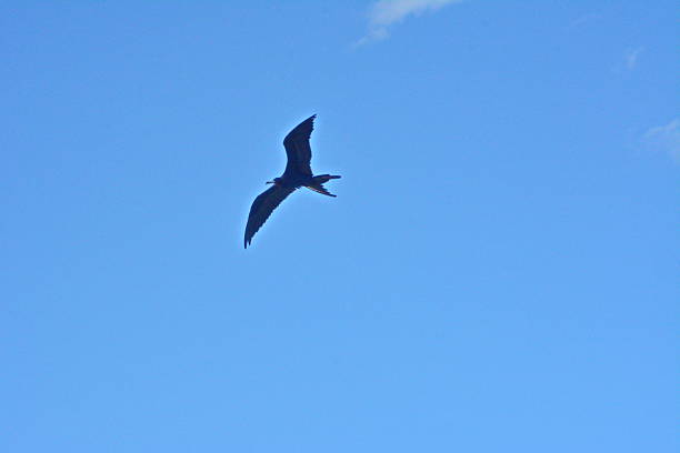 istock Beautiful flying of the marine crow 638149464