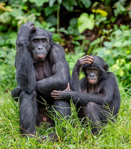 istock Bonobos in natural habitat 638149604