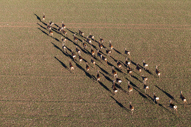 istock deers running on the field on winter time 638149698