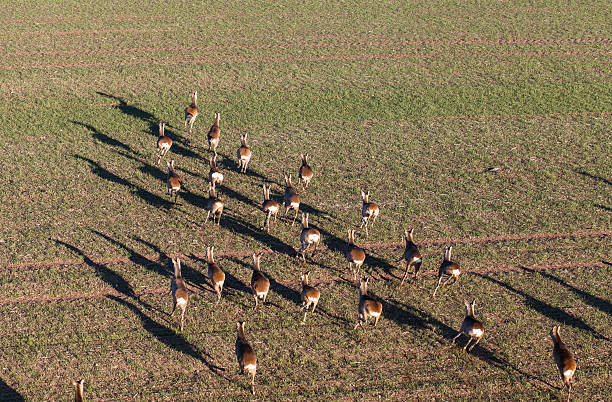 istock deers running on the field on winter time 638150262