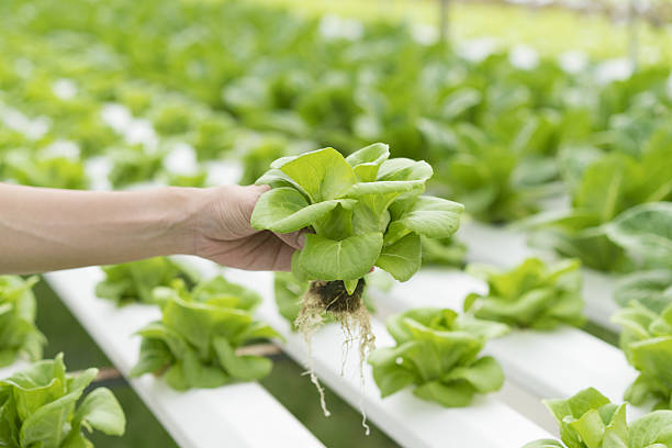nahaufnahme handhaltender hydroponikanlage - hydroponics vegetable lettuce greenhouse stock-fotos und bilder