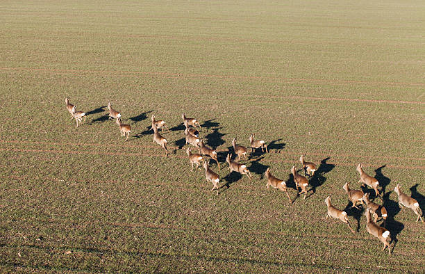 deers running on the field on winter time
