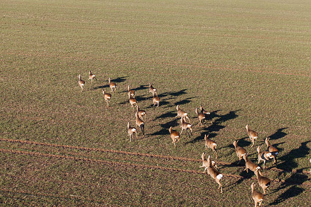 istock deers running on the field on winter time 638151398