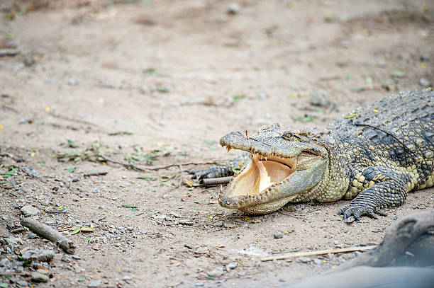 istock crocodile in the zoo 638153138