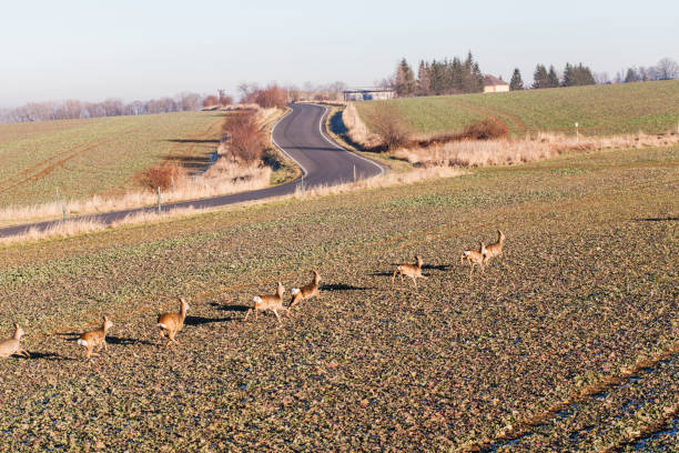 istock deers running on the field on winter time 638154264