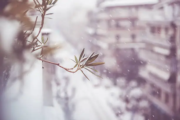 View from balcony, Snow in neighbourhood, blurred background, focus on oleander plant