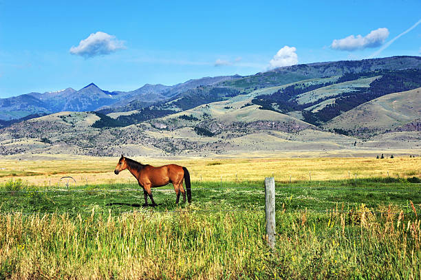 Lone horse grazes in beautiful Paradise Valley in Montana.  Gallatin Mountains rise behind horse.