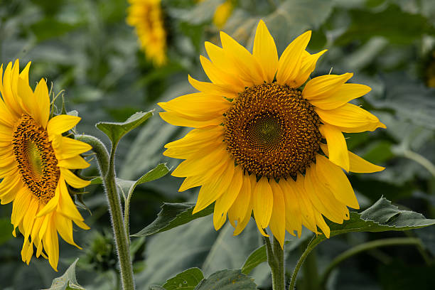 istock Sunflowers garden. 638154812