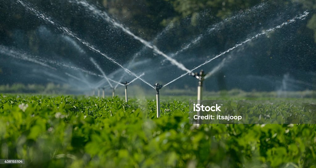 water sprinklers Water sprinklers irrigating a field. Irrigation Equipment Stock Photo