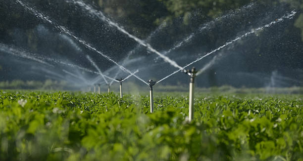 water sprinklers Water sprinklers irrigating a field. irrigation equipment photos stock pictures, royalty-free photos & images