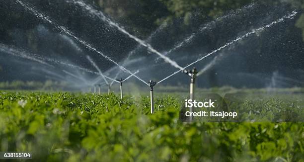 Water Sprinklers Stock Photo - Download Image Now - Irrigation Equipment, Agriculture, Farm