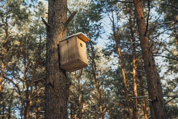 istock birdhouse in a tree in the winter forest 638163242