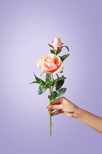istock Woman hand holding a rose on violet background 638163586