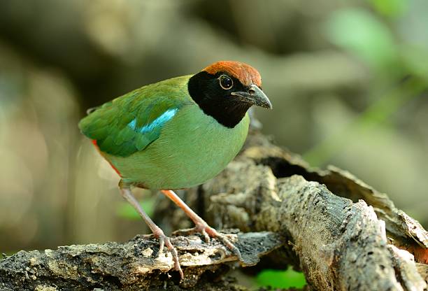 pita con cappuccio - hooded pitta foto e immagini stock