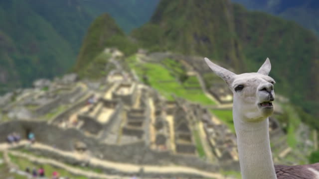 Machu Picchu with Llama focus changes from Llama to background