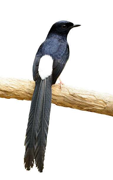 istock male white rumped sharma 638164696