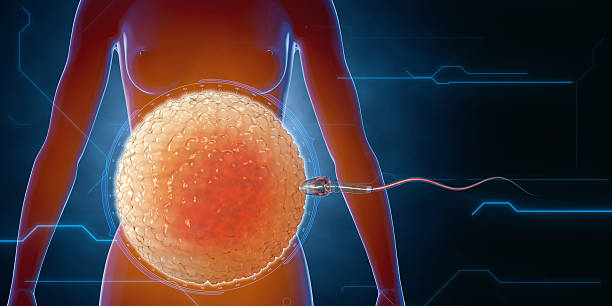 Human egg cell. Sperm, spermatozoon, floating to ovule. pregnant wooman , medical anatomy concept with hud elements.