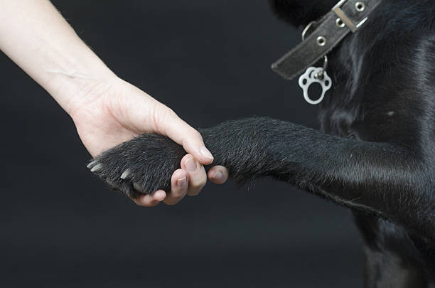 istock black dog on a black background 638165790