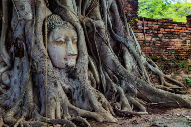 istock Buddha's head trapped in the roots of a tree. 638166132