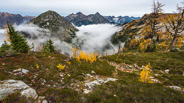 istock Fir forest shrouded in fog in autumn 638167468