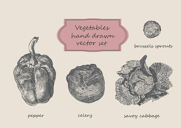 warzyw ręcznie rysowane zestaw wektorowy. peper, seler, kapusta sabauńska, bruksela - savoy cabbage stock illustrations